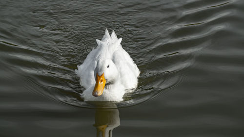 Close-up low level view of aylesbury pekin peking american domestic duck ducks swimming in lake