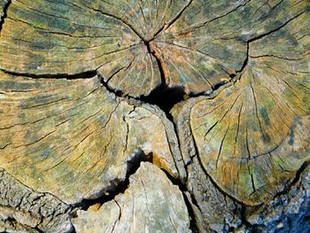 Close-up of tree trunk