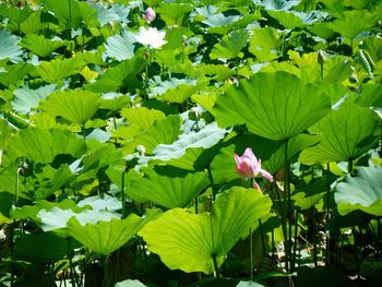 Close-up of water lily amidst leaves