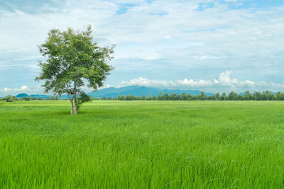 Scenic view of agricultural field against sky