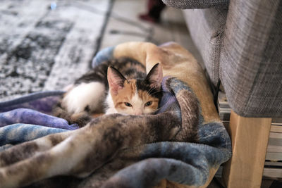 High angle view of cat lying on sofa at home
