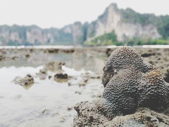 View of a turtle on rock