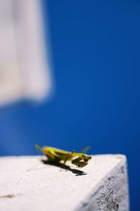 Close-up of bee on leaf