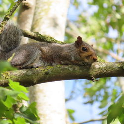 Close-up of squirrel on tree