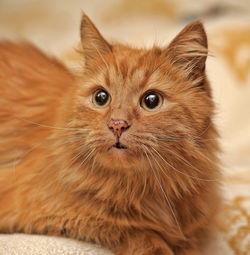 Close-up portrait of a cat