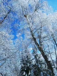 Low angle view of tree against blue sky