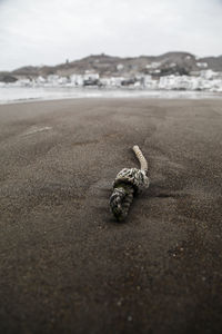 Close-up of horse on beach