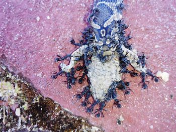 High angle view of lizard