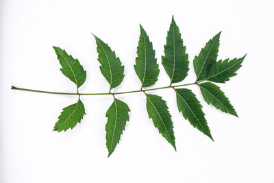 High angle view of leaves against white background