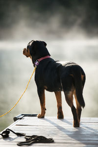 Rear view of dog standing on pier