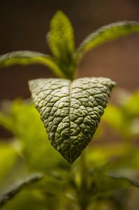 Close-up of green leaves