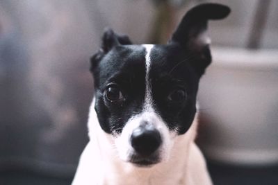 Portrait of dog at home