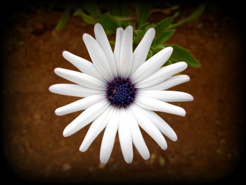 Close-up of flower blooming outdoors