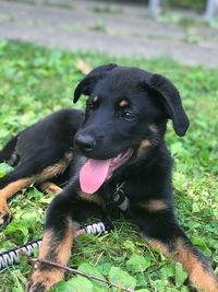 Portrait of black dog sitting on grass