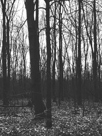 Trees in forest