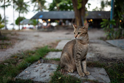 Cat sitting on footpath