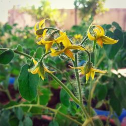 Close-up of yellow flowers