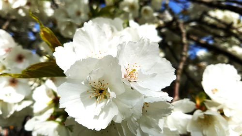 Close-up of white flowers blooming outdoors