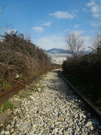 Railroad track amidst trees