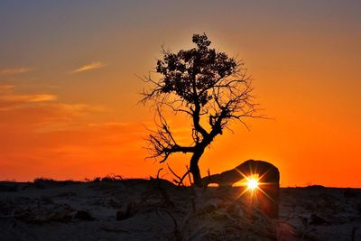 Silhouette of tree at sunset