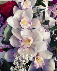 Close-up of white flowers blooming outdoors