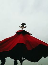 Low angle view of bird flying against sky