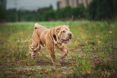 View of a dog walking on field