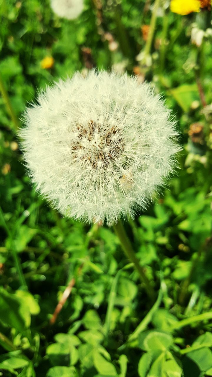 growth, nature, flower, dandelion, plant, softness, fragility, beauty in nature, close-up, outdoors, no people, flower head, freshness, day