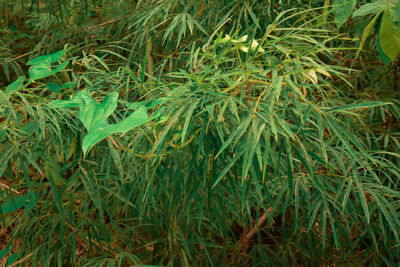 High angle view of bamboo on field