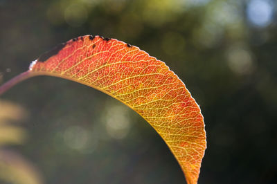 Close-up of orange leaf in water