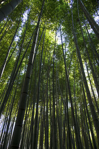 Low angle view of bamboo trees in forest