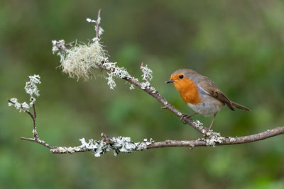 Robin redbreast perched on lichen covered branch