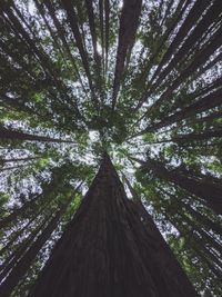 Low angle view of trees in forest