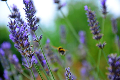 Close-up of purple flowers