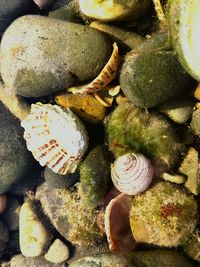 Close-up of snail on sand