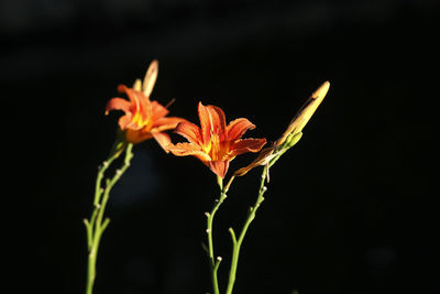 Close-up of orange flower against black background