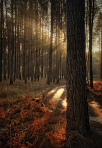 Trees in forest