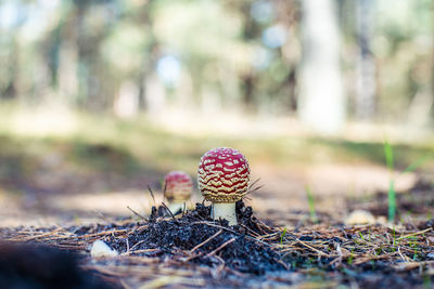 Close-up of mushroom on field