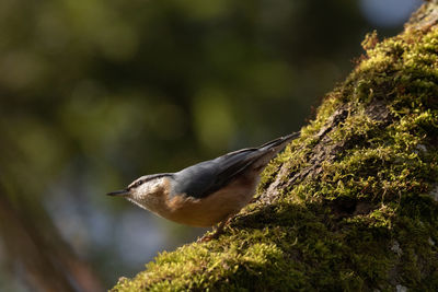 Close-up of bird perching on a branch