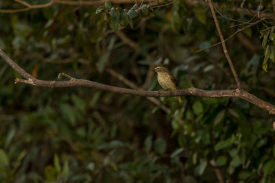 Bird perching on a branch