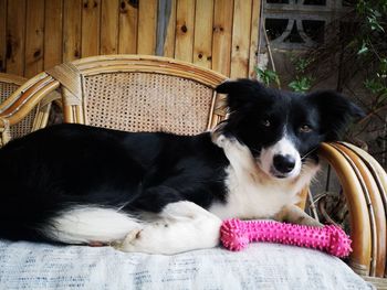 Portrait of dog relaxing on seat