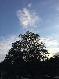 Low angle view of trees against sky