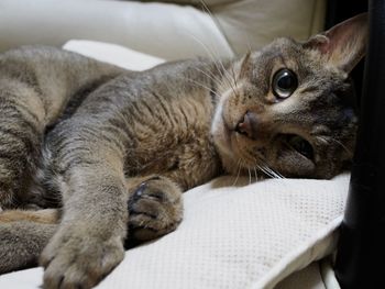 Close-up of cat lying on sofa