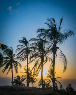 Palm trees on beach against clear sky