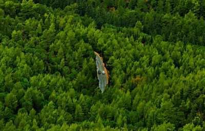 High angle view of trees in forest