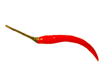 Close-up of red chili pepper against white background