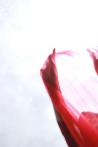 Close-up of red rose flower against sky