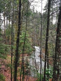 Trees growing in forest