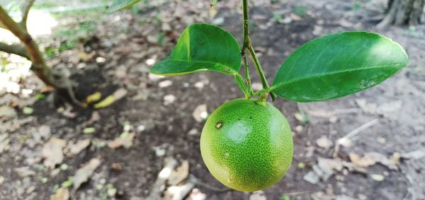 High angle view of green fruit on plant