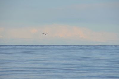 Airplane flying over sea against sky